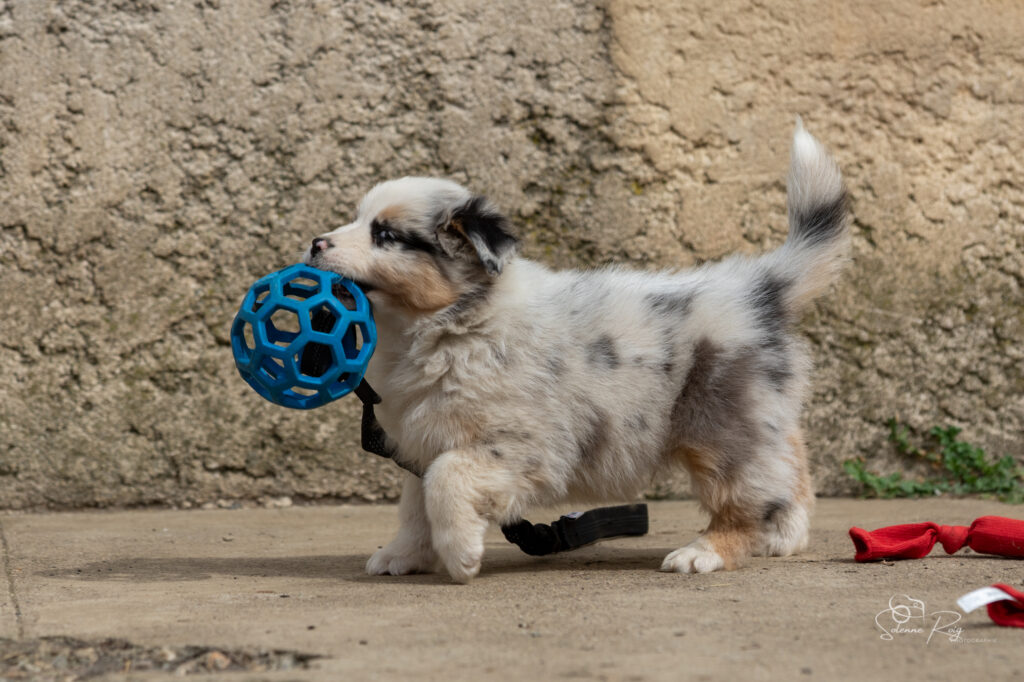 Chiot berger australien bleu merle