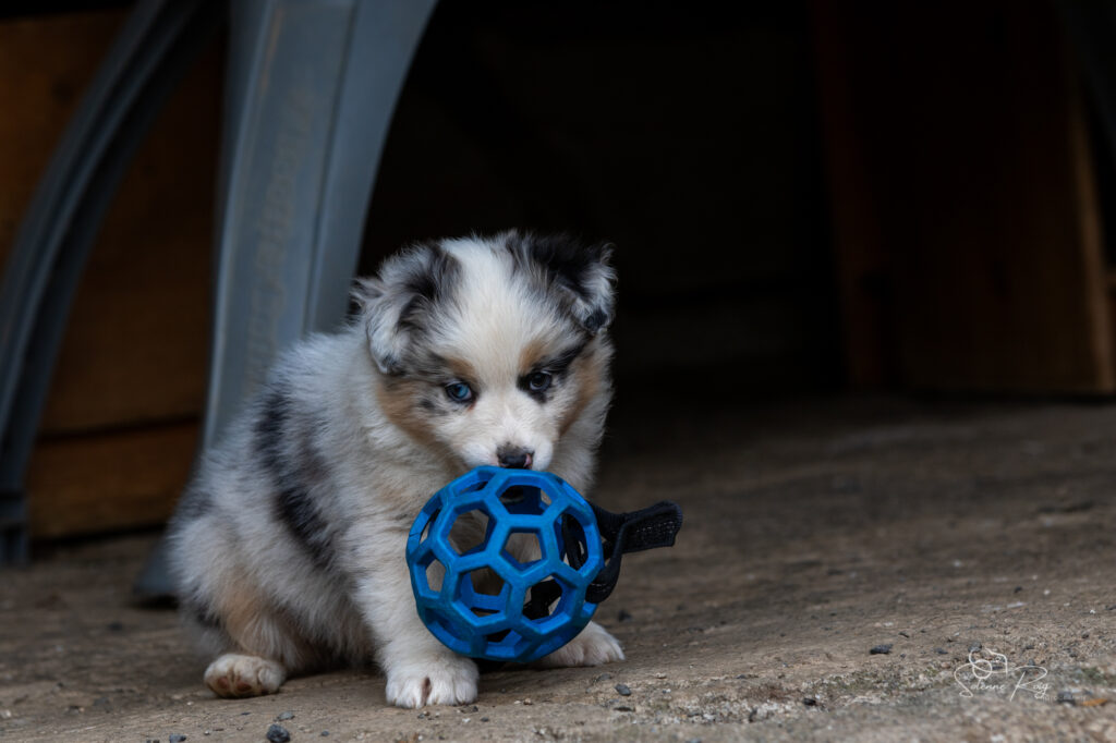Chiot berger australien bleu merle