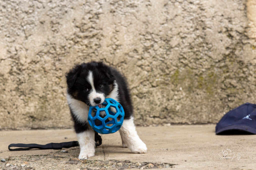 Chiot berger australien noir tricolore