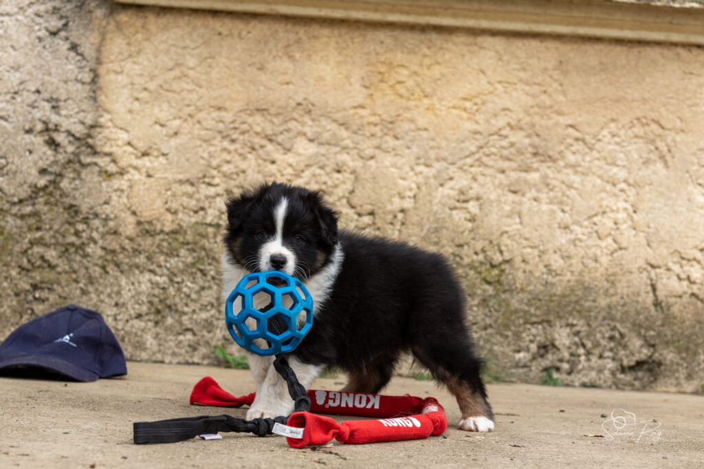 Chiot berger australien noir tricolore