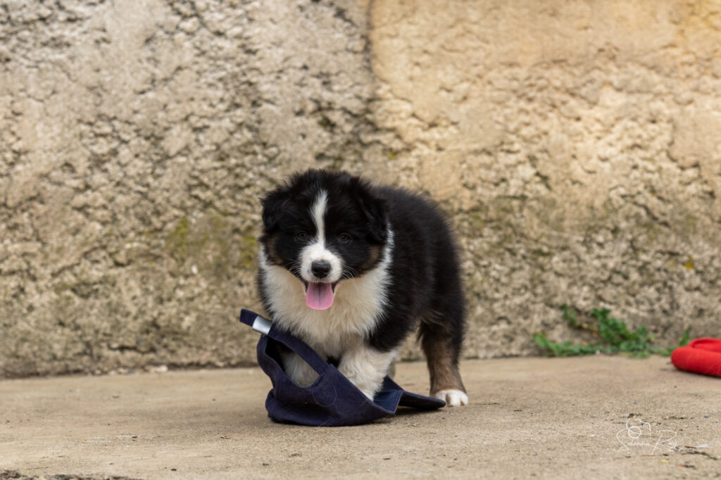Chiot berger australien noir tricolore