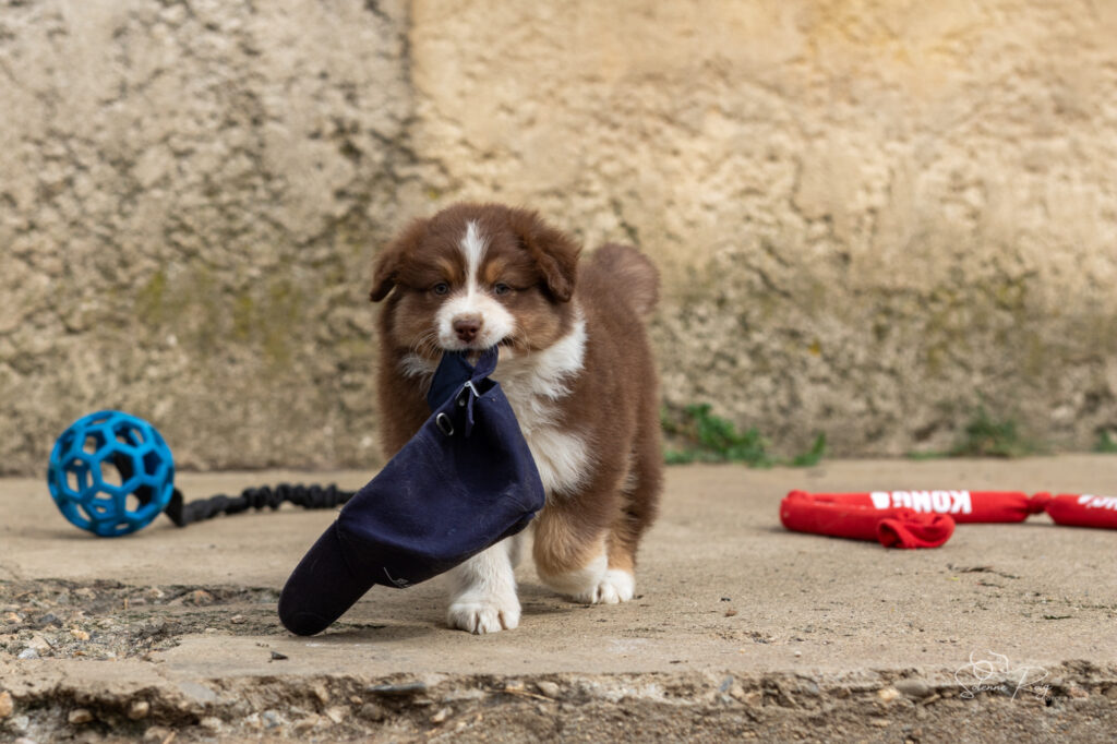 Chiot berger australien femelle rouge tricolore