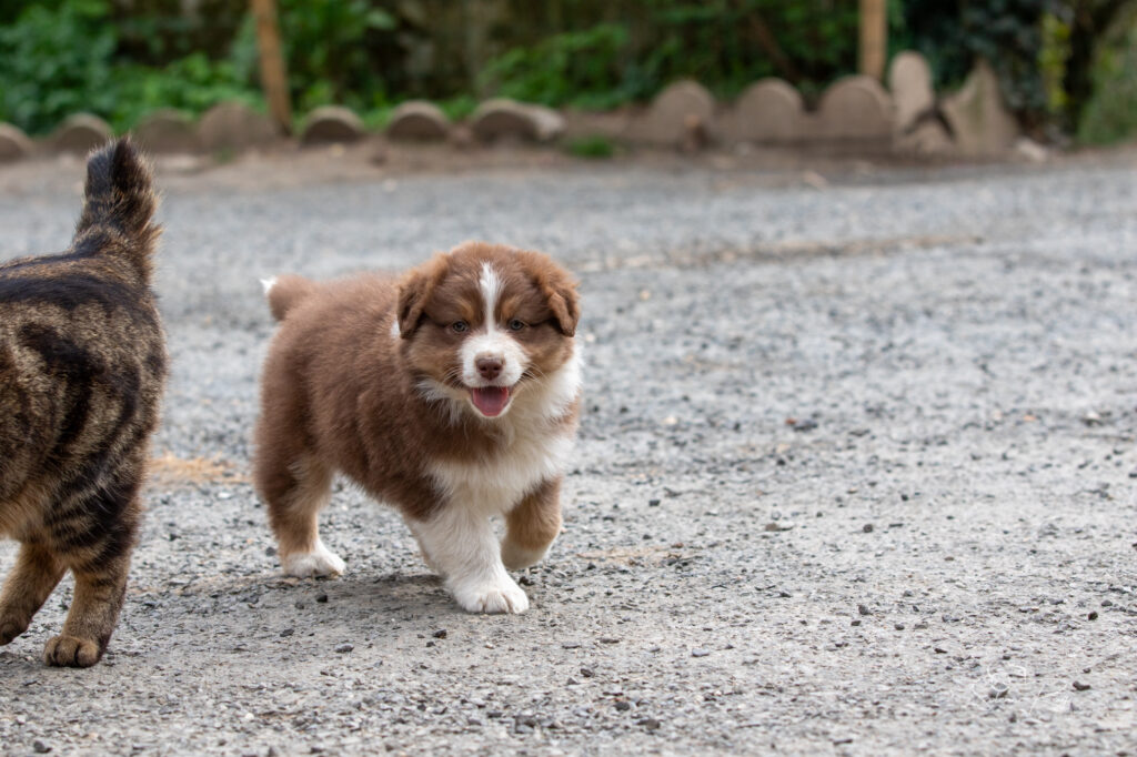 Chiot berger australien femelle rouge tricolore
