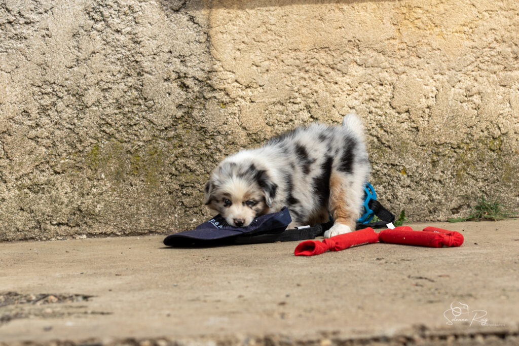 Chiot berger australien bleu merle
