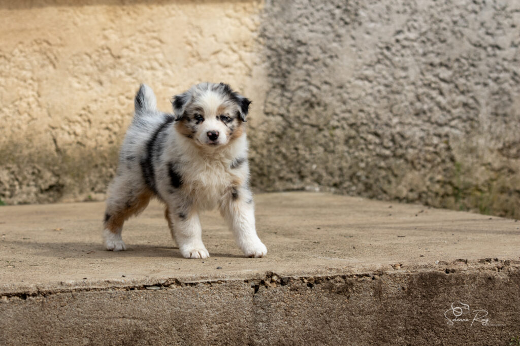 Chiot berger australien bleu merle