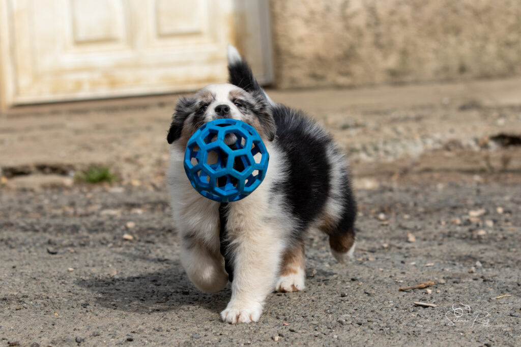 Chiot berger australien bleu merle