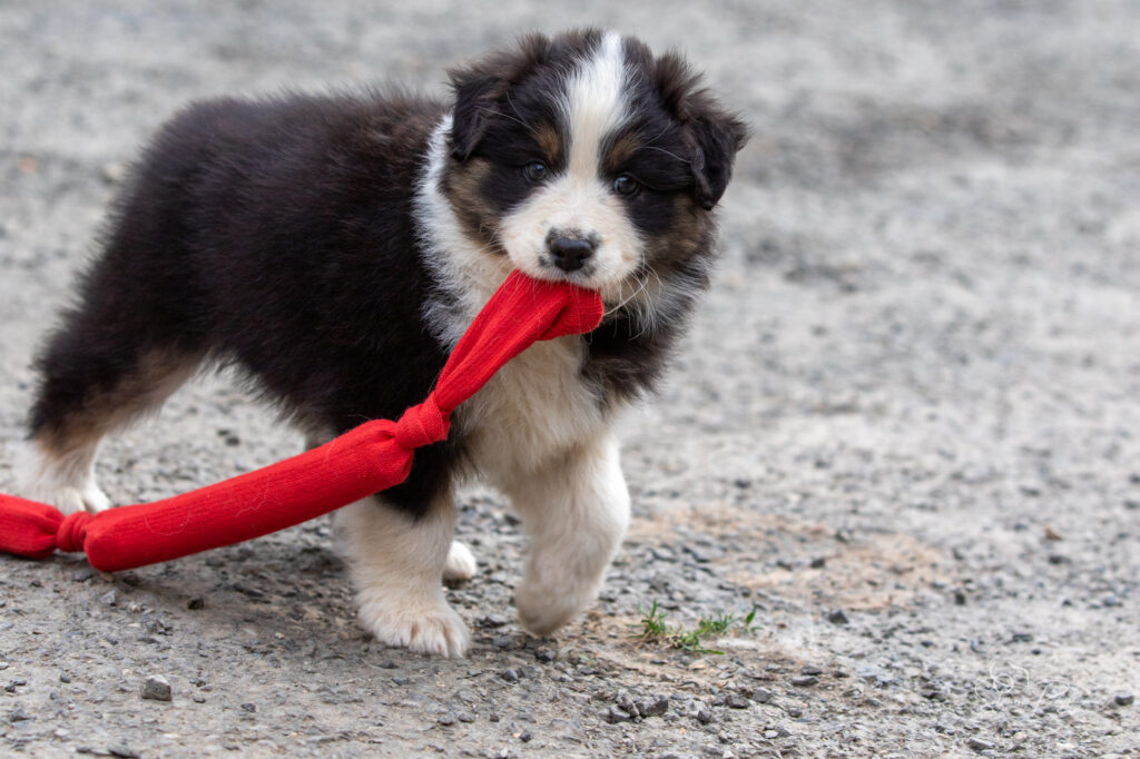 Chiot berger australien noir tricolore