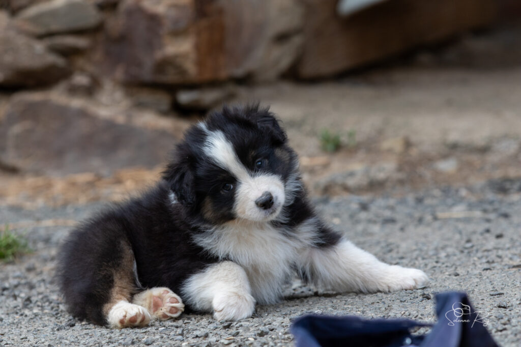 Chiot berger australien noir tricolore