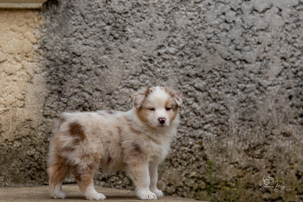 Chiot berger australien rouge merle