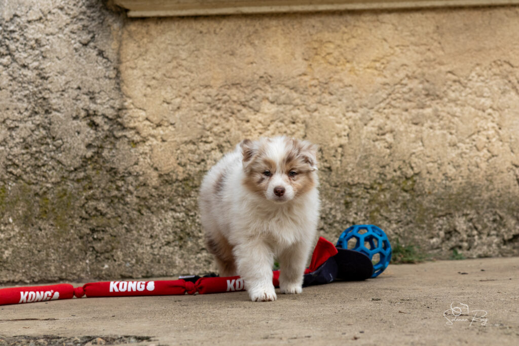 Chiot berger australien rouge merle