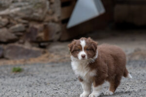 Chiot berger australien femelle rouge tricolore