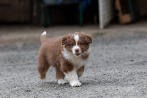 Chiot berger australien femelle rouge tricolore
