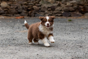 Chiot berger australien femelle rouge tricolore