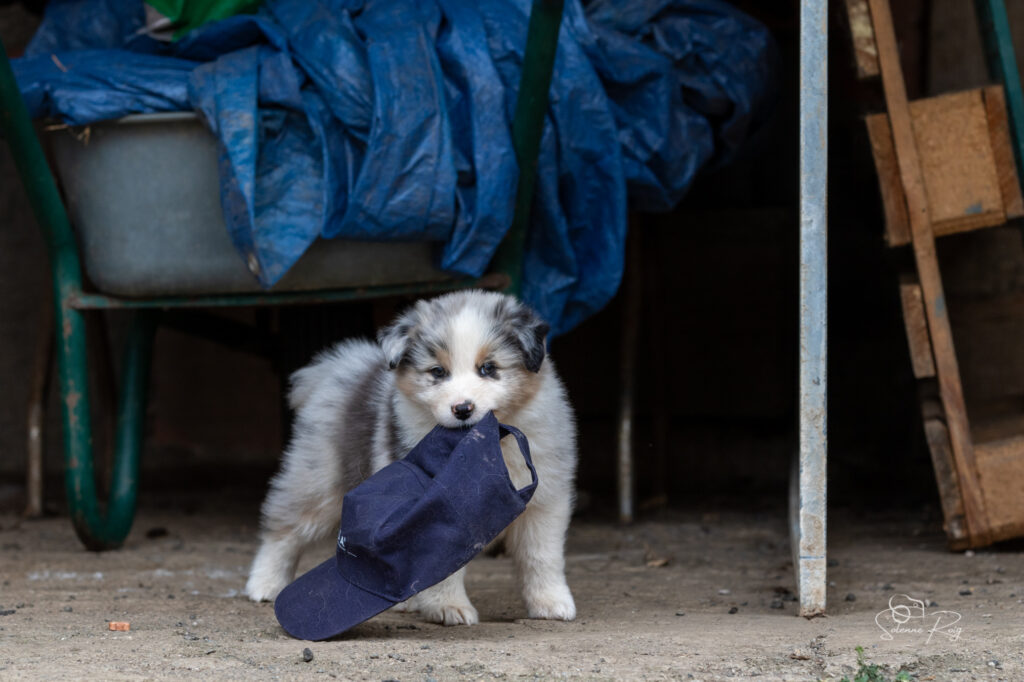 Chiot berger australien bleu merle