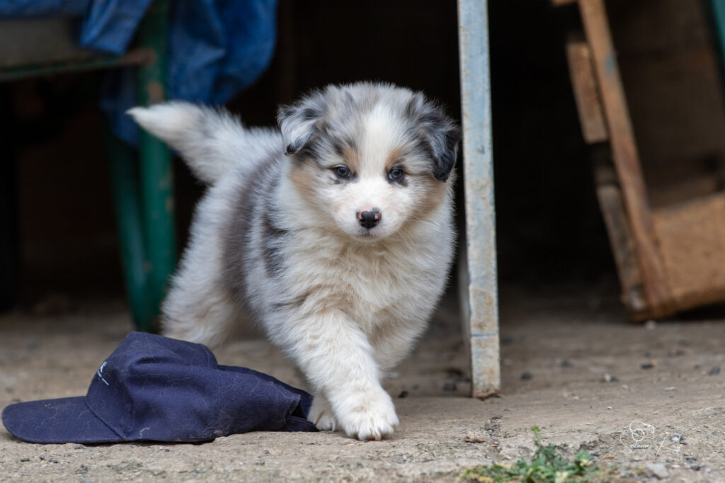 Chiot berger australien bleu merle