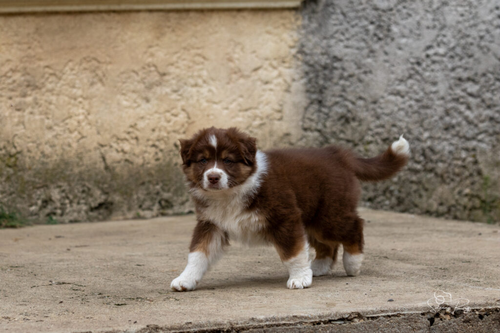 Chiot berger australien femelle rouge tricolore