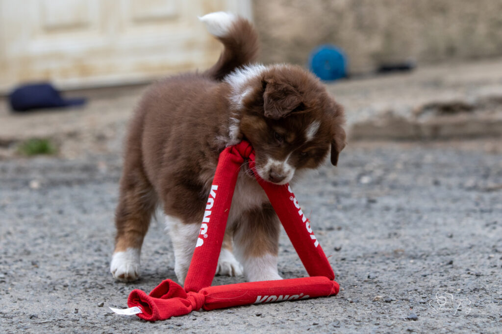 Chiot berger australien femelle rouge tricolore