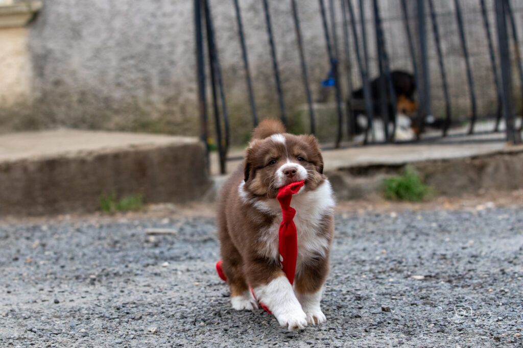 Chiot berger australien rouge tricolore