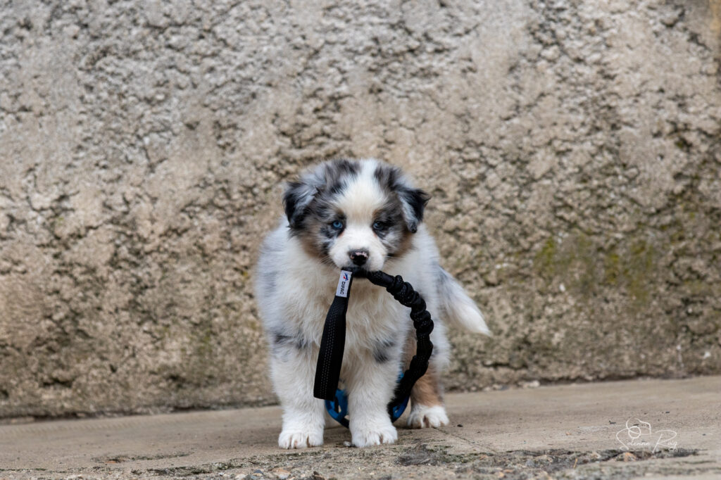 Chiot berger australien bleu merle