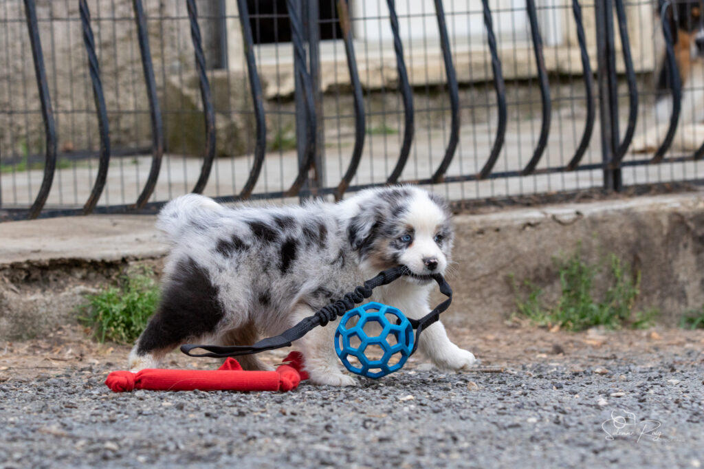 Chiot berger australien bleu merle
