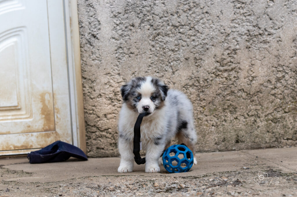 Chiot berger australien bleu merle