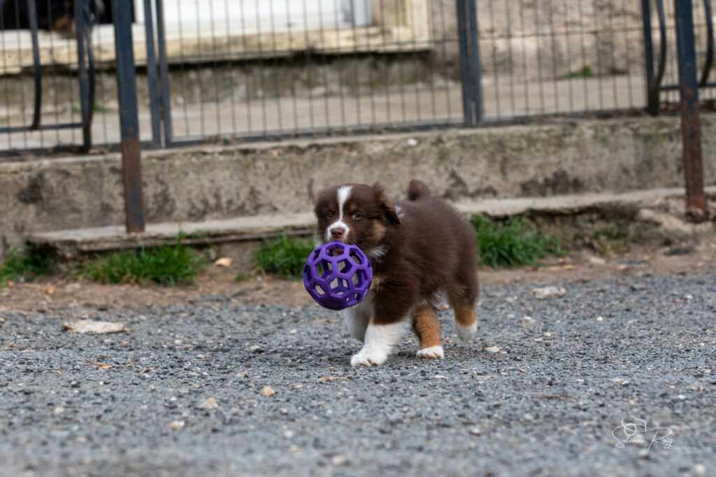 Chiot berger australien femelle rouge tricolore