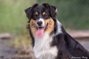 mâle berger australien noir tricolore