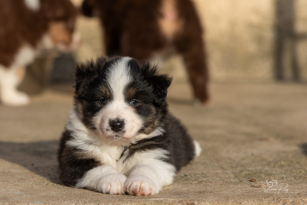 Amaya of Sipawaban Chiot berger australien noir tricolore