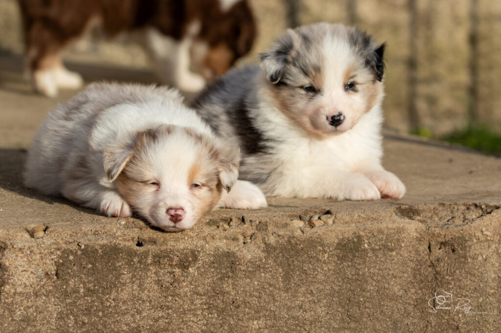 Azaela et Althea Chiot berger australien