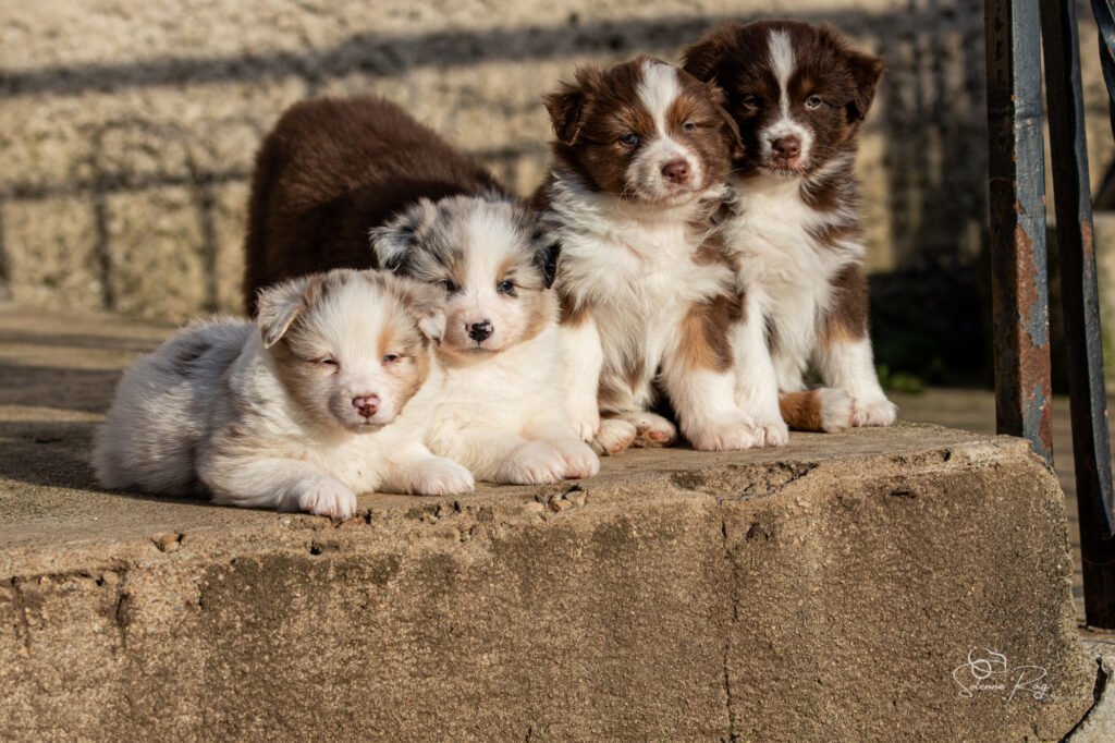 Azalea, Althea, Aruna et Any color you like Chiots berger australien