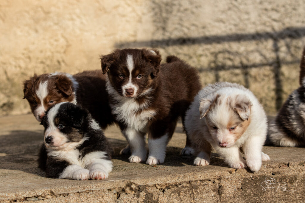Aruna (rouge tri à gauche), Amaya (noir tri), Any color you like (rouge tri au centre), et Azalea (rouge merle) Chiots berger australien