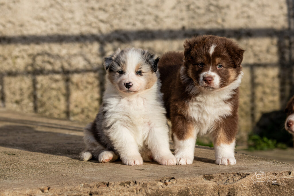 Althea et All you need is love Chiot berger australien femelle rouge tricolore et bleu merle
