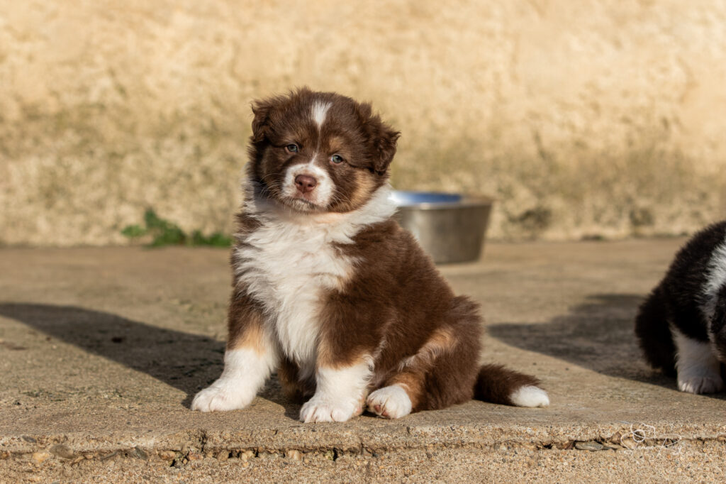 All you need is love et Amani (Mike x Fairy, Mike x Sinaï) Chiot berger australien femelle rouge tricolore