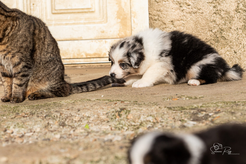 Another brick in the Wall "Pink" et Meika the cat :p Chiot berger australien bleu merle