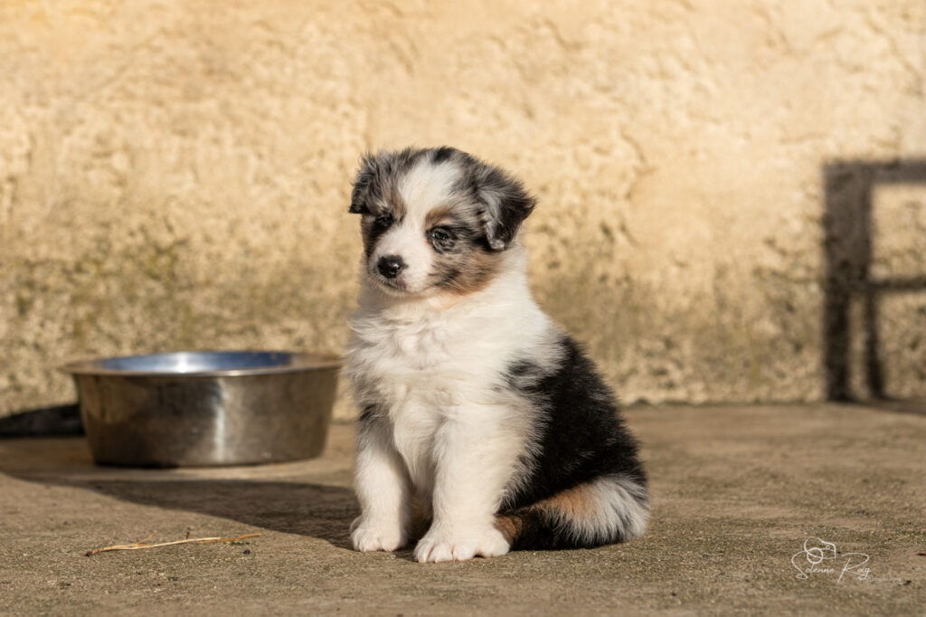 Another brick in the Wall "Pink" Chiot berger australien bleu merle