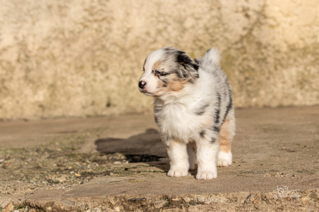 Around the world (vive le vent d'Autan !!) Chiot berger australien bleu merle