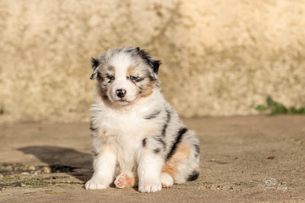 Around the world Chiot berger australien bleu merle