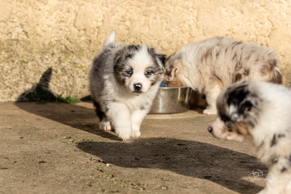 A Great day for Freedom (mâle bleu Mike x Fairy) Chiot berger australien bleu merle