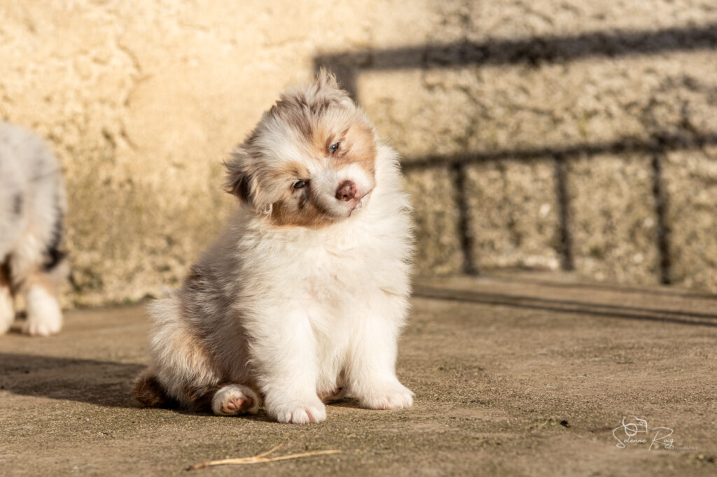 Angie Chiot berger australien rouge merle