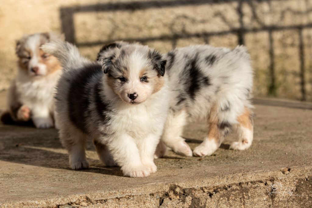Althea of Sipawaban Chiot berger australien bleu merle