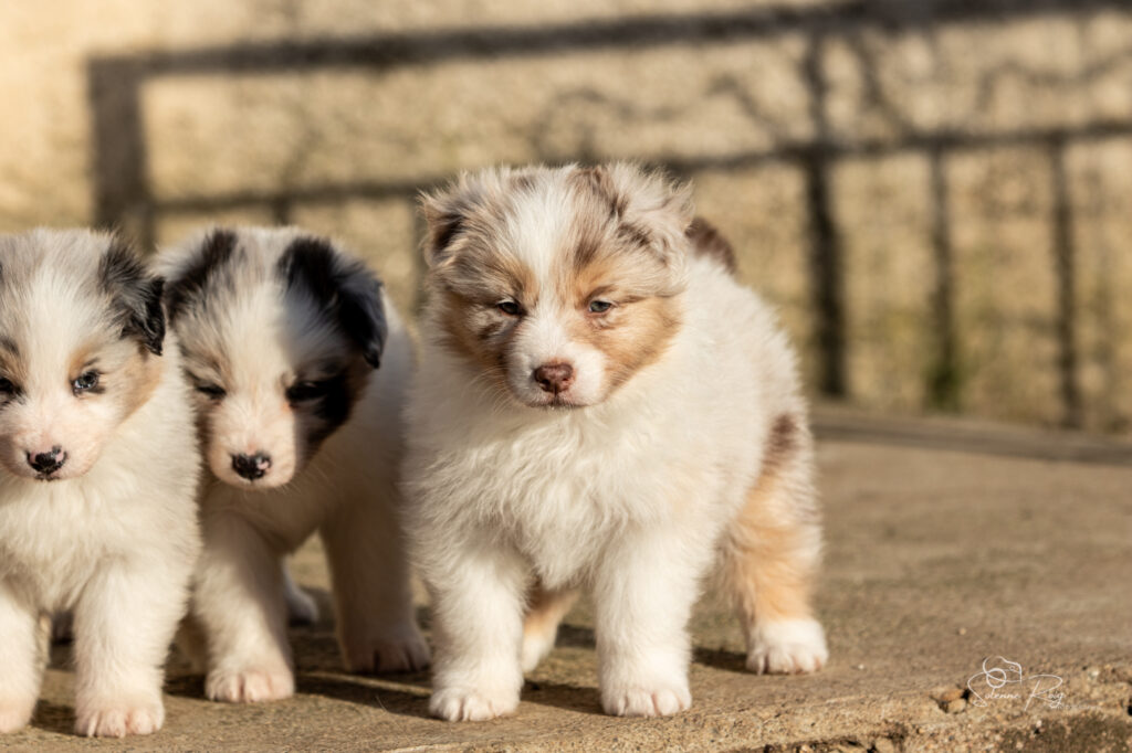 Angie Chiot berger australien rouge merle