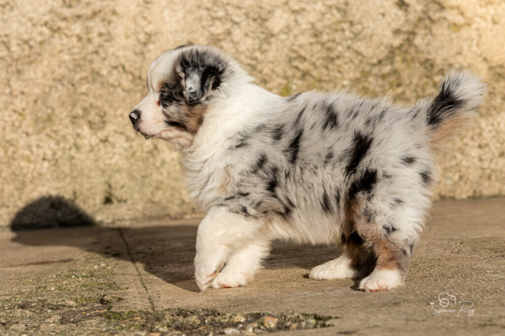 A Great day for Freedom (mâle bleu Mike x Fairy) Chiot berger australien bleu merle