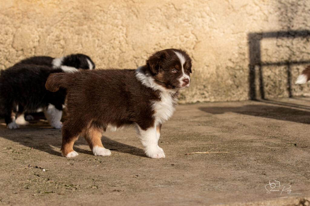 Any color you like Chiot berger australien femelle rouge tricolore
