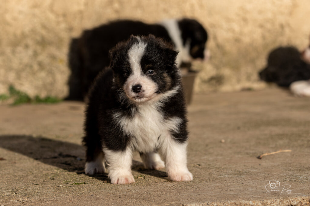 Amani Chiot berger australien noir tricolore