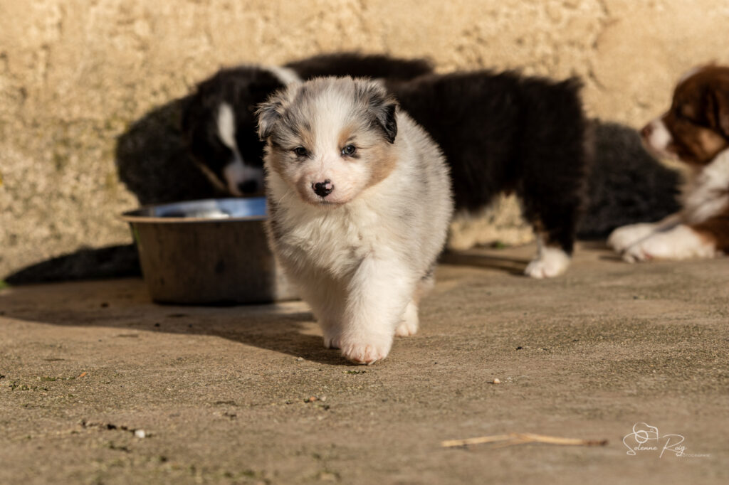 Althea of Sipawaban Chiot berger australien bleu merle