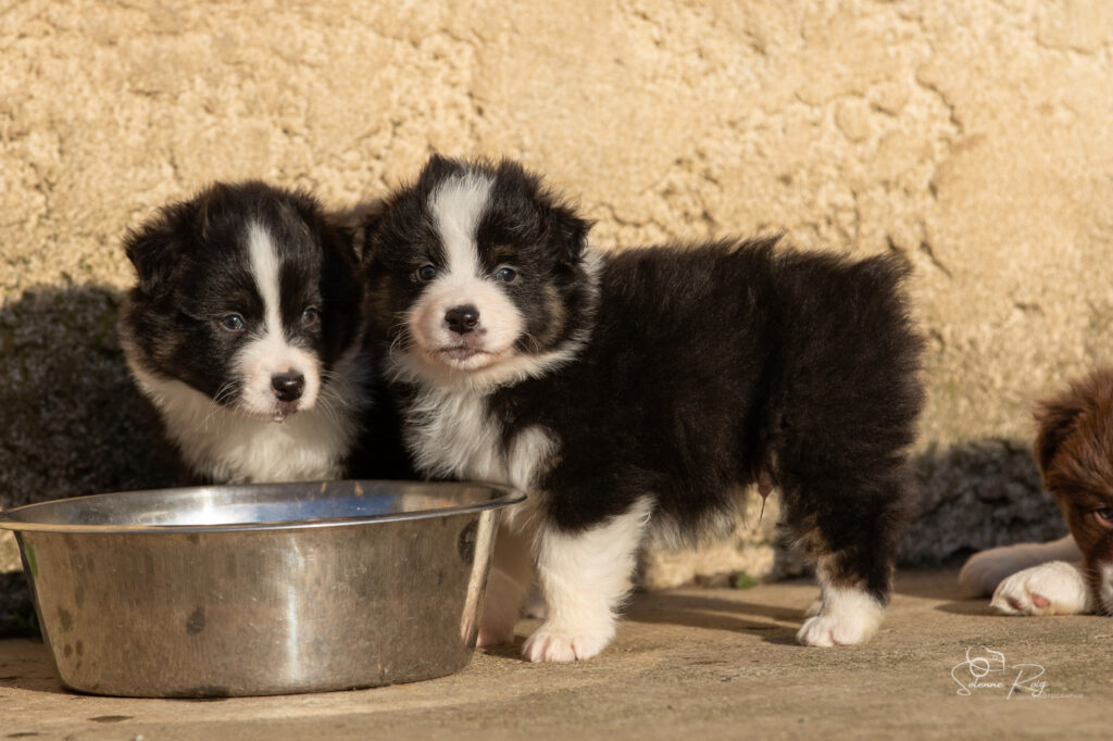 Ayumi et Amani (Mike x Sinaï) Chiot berger australien noir tric