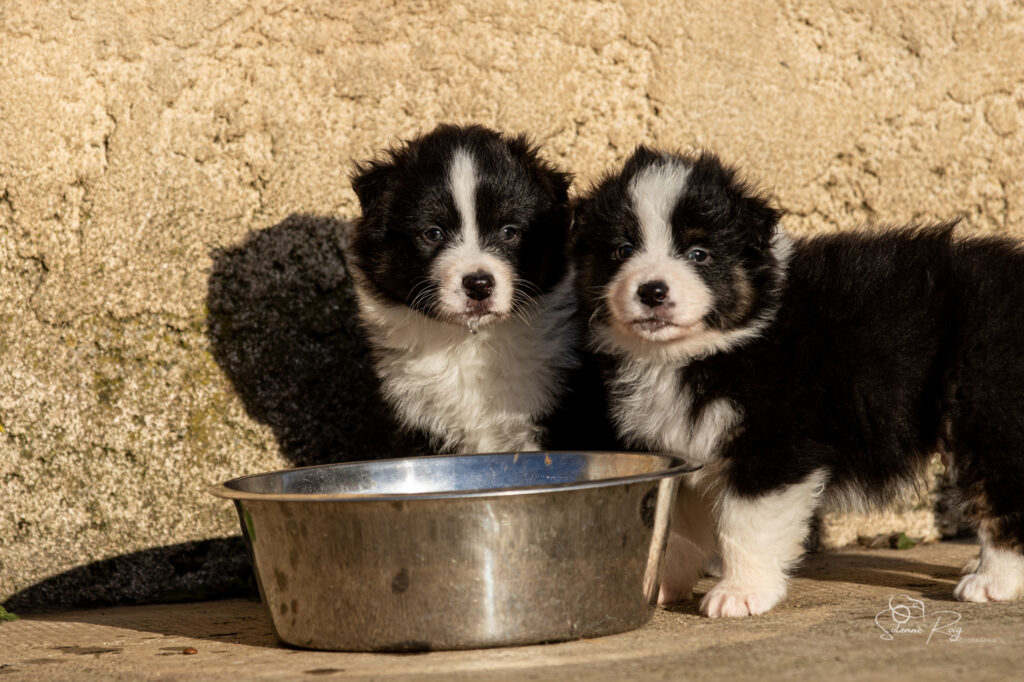 Ayumi et Amani (Mike x Sinaï) Chiot berger australien noir tricolore