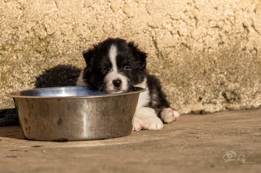 Ayumi of Sipawaban Chiot berger australien noir tricolore