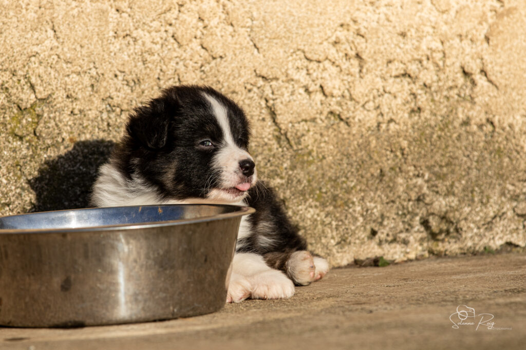 Ayumi of Sipawaban Chiot berger australien noir tricolore