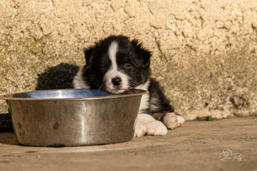 Ayumi of Sipawaban Chiot berger australien noir tricolore